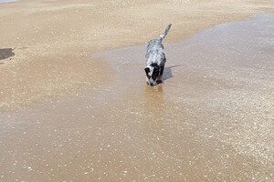 Ava Kira: Pasen aan zee