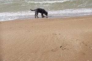 Ava Kira: Pasen aan zee