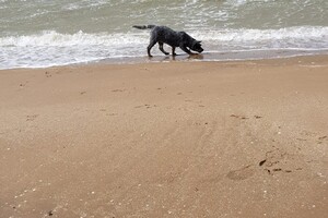 Ava Kira: Pasen aan zee