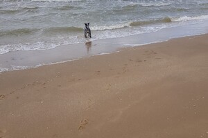 Ava Kira: Pasen aan zee