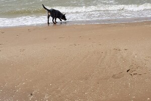 Ava Kira: Pasen aan zee