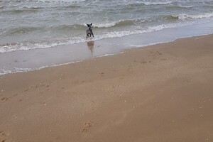 Ava Kira: Pasen aan zee