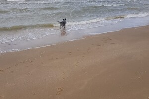 Ava Kira: Pasen aan zee