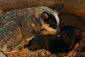 7 april: Fiep is loops, dus geen reuen in de buurt. Hoopje hond bij elkaar