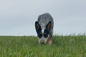 Abby Lavie: zoek spelletjes
