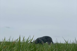 Abby Lavie: zoek spelletjes