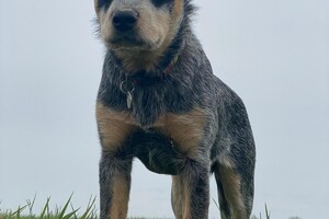 Abby Lavie: zoek spelletjes