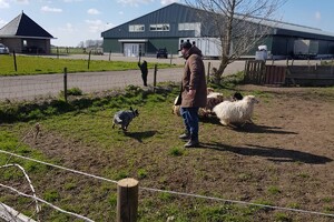 Ava Kira: schapen drijven, les 1