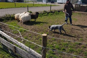 Ava Kira: schapen drijven, les 1