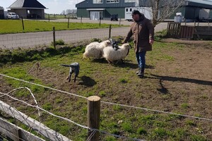 Ava Kira: schapen drijven, les 1
