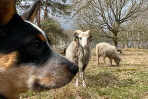 Abby Lavie: schapen drijven