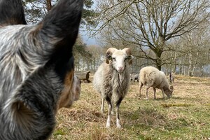 Abby Lavie: schapen drijven