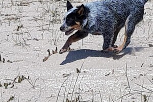 Ava Kira: Rockanje, de grote zee