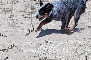 Ava Kira: Rockanje, de grote zee