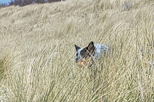 18 april: Rockanje, de grote zee even uitleven