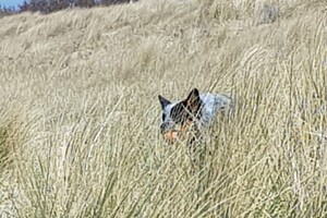 Ava Kira: Rockanje, de grote zee