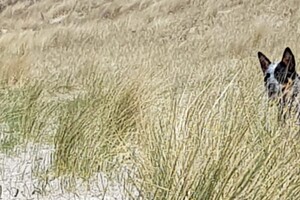 18 april: Rockanje, de grote zee even uitleven