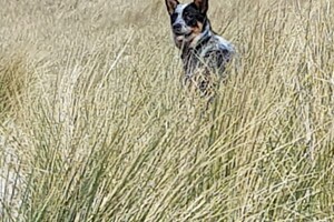 18 april: Rockanje, de grote zee even uitleven