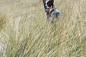 Ava Kira: Rockanje, de grote zee