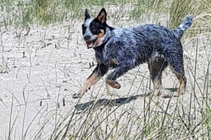 18 april: Rockanje, de grote zee even uitleven