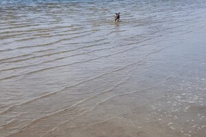 Ava Kira: Rockanje, de grote zee