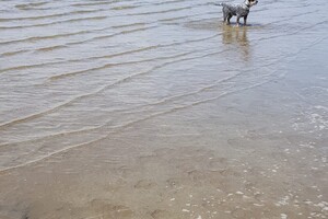 Ava Kira: Rockanje, de grote zee