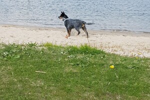 Ava Kira: Spui Haringvliet