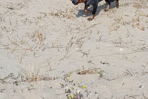 Ava Kira: Spui Haringvliet