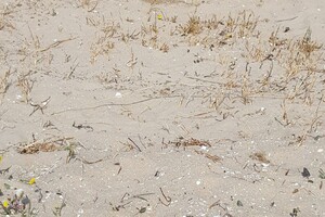 Ava Kira: Spui Haringvliet