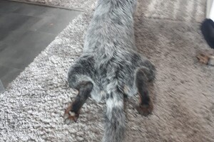 Ava Kira: Spui Haringvliet