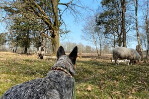 Abby Lavie: Anti tekenband met EM-X kralen