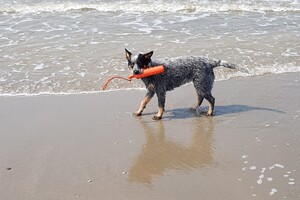 Ava Kira: KONG Training Dummy