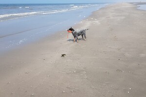 Ava Kira: Dagje Hoek van Holland