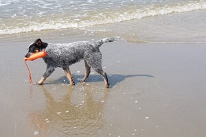 Ava Kira: Dagje Hoek van Holland