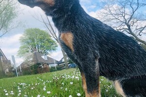 Ellis Coco: ABC Curcus