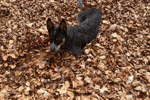 Ellis Coco: ABC Curcus