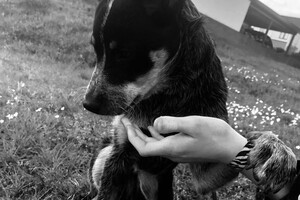 Ellis Coco: ABC Curcus