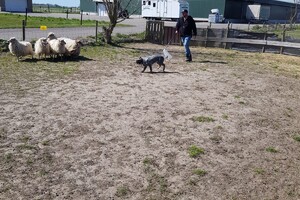 Ava Kira: schapen drijven, les 2