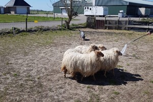 Ava Kira: schapen drijven, les 2