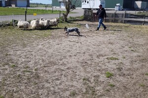 Ava Kira: schapen drijven, les 2