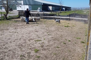 Ava Kira: schapen drijven, les 2