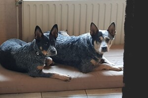 Met z'n allen: touw spelen