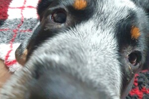 Ezran Dundee: thuis training