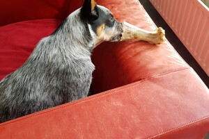 Thuis na de training: mijn reukvermogen testen