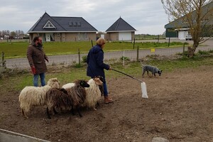 Ava Kira: schapen drijven les 4