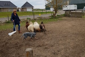 Ava Kira: schapen drijven les 4
