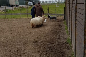 Ava Kira: schapen drijven les 4