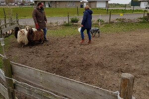 Ava Kira: schapen drijven les 4