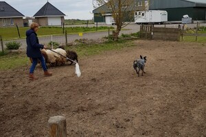 Ava Kira: schapen drijven les 4