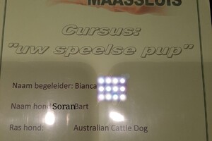 Soran Bart: prive puppycurcus